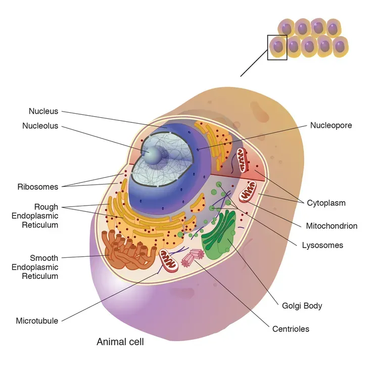 Free Cell Fusion C Skincare Products From Cell Fusion C Creator Program