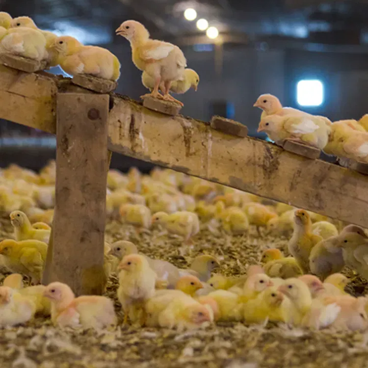 Free Georges Farmers Market Humanely-raised Chicken