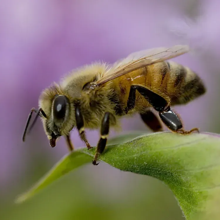 Free Goldswarm West African Honey Samples