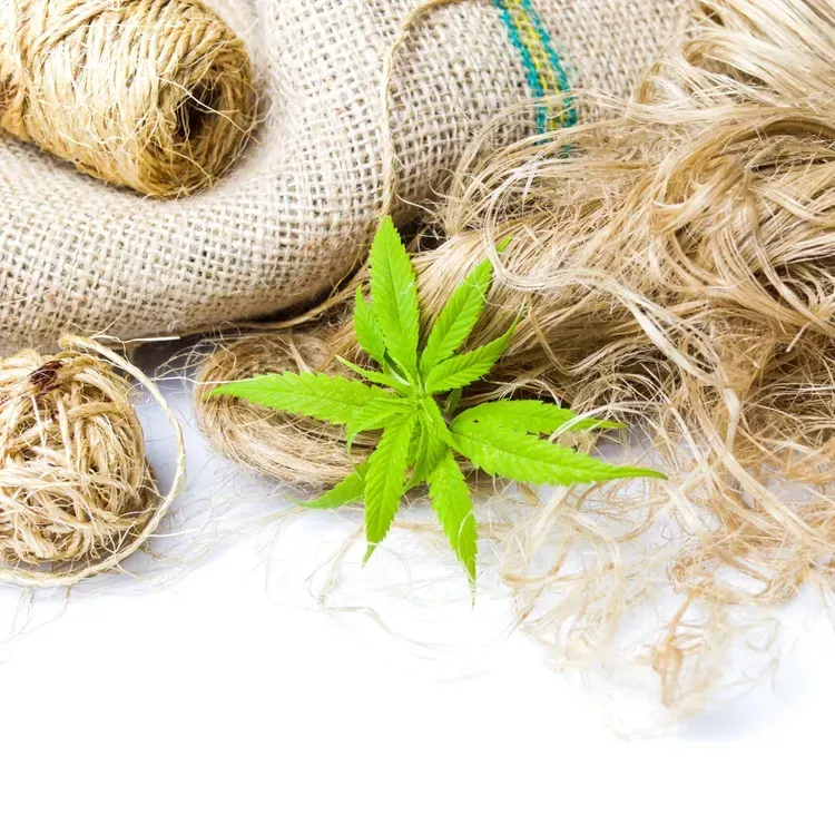 Free Hemp Heart Protein Powder From Silver Rain Wellness
