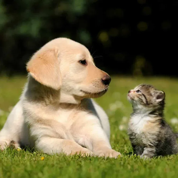 Free Pet Food Tasting Events At Petco