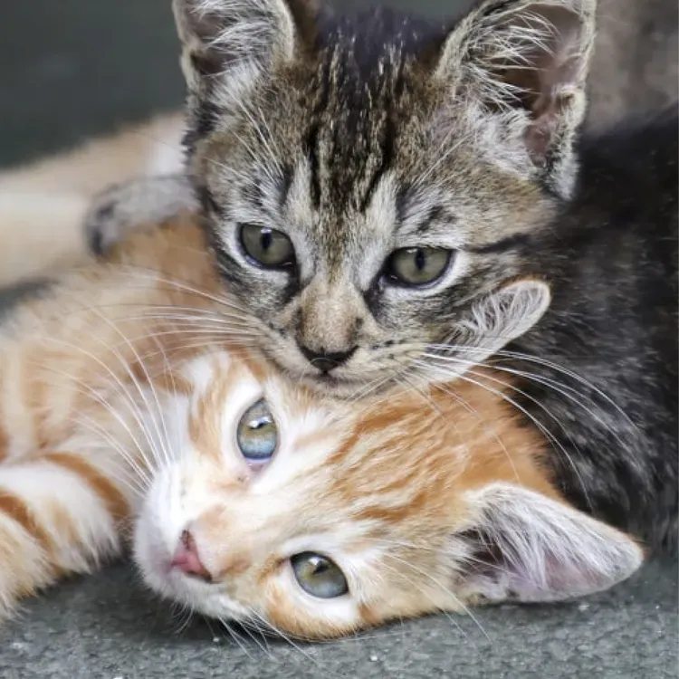 Free Pet Products For Dogs And Cats
