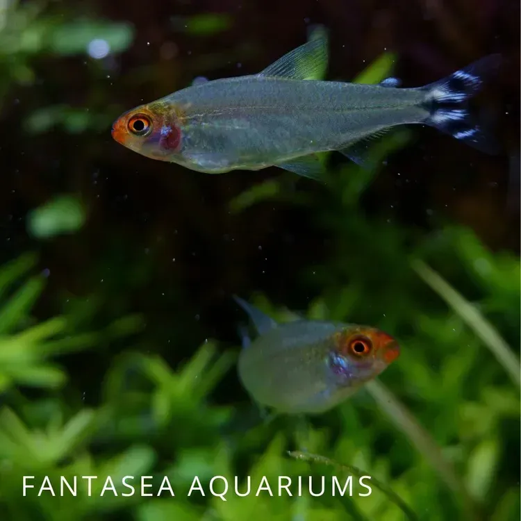 Free Premier Protein Drink