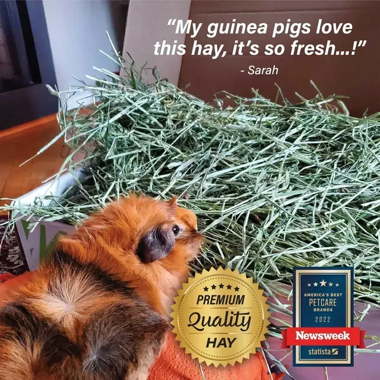 Free Small Pet Select Timothy Hay